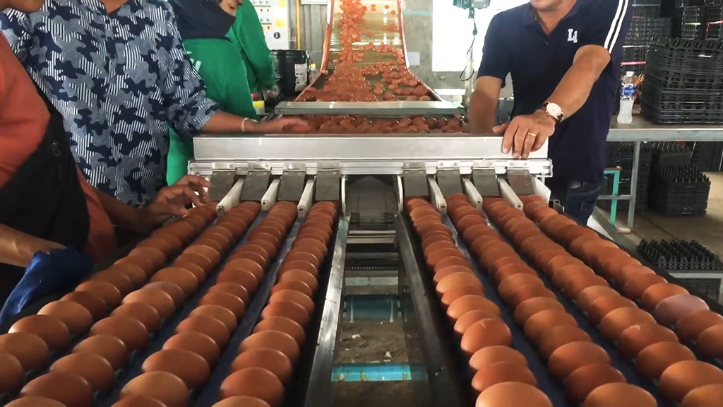สายพานลำเลียงไข่ 100,000 ฟองต่อวัน เข้าเครื่องคัดไข่ LPN
