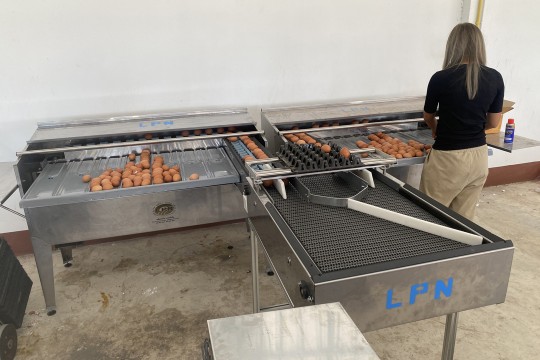 เครื่องคัดไข่ , เครื่องคัดไข่ LPN , เครื่องคัดไข่ราคา , เครื่องแยกขนาดไข่ , ขายเครื่องคัดไข่ , เครื่องแยกไข่ไก่ , เครื่องคัดแยกไข่ไก่ราคา , เครื่องคัดขนาดไข่ไก่ , เครื่องคัดเบอร์ไข่ไก่ , เครื่องคัดแยกไข่ไก่