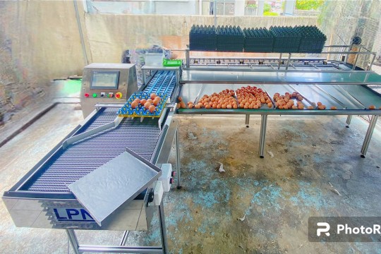 เครื่องคัดไข่ , เครื่องคัดไข่ LPN , เครื่องคัดไข่ดิจิตอล , เครื่องคัดไข่ดิจิตอลราคา